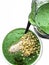 Healthy green smoothy for breakfast, blender, healthy lifestyle, diet and nutrition concept