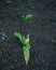 Healthy  Green Sprout. Standing all alone. Portrait Shot