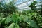 Healthy green trees grows in greenhouse, ecological balance of planet