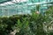 Healthy green trees grows in greenhouse, ecological balance of planet