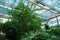 Healthy green trees grows in greenhouse, ecological balance of planet