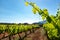 Healthy green vineyard with grapevine leaves in foreground