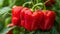 Healthy greenhouse grown red bell peppers ripening vibrantly with glossy texture