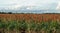 Healthy growing crop of sorghum