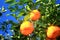 A healthy growing Mandarin tree