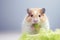 Healthy hamster dining: crunching on fresh lettuce leaves