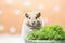 Healthy hamster snacking: enjoying fresh parsley bites