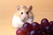 Healthy hamster snacking: munching on juicy grapes