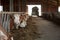 Healthy and happy cows in a barn, getting some food