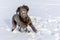 Healthy and happy dog. Brown retriever running in deep snow. The dog is playing in the deep snow