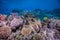 Healthy hard corals and a giant clam on the reef