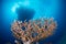 Healthy hard corals underneath a boat