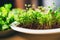 Healthy healthy microgreens with thin stems and tender fresh leaves