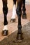 Healthy horse feet of a show jumper horse