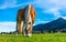 Healthy Horse In Pasture Portrait