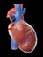 A healthy human heart
