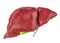 Healthy human liver with gallbladder, 3D rendering