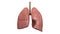 Healthy Human Lungs