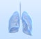 Healthy human lungs with bronchia and trachea, medically 3D illustration