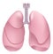 Healthy human lungs. Respiratory system. Lung, larynx and trachea of healthy person