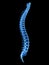A healthy human spine