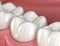 Healthy human teeth with normal occlusion, macro view. Medically accurate tooth illustration