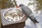 Healthy Inca Tern eating fish from a metal bowl