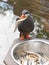 Healthy Inca Tern eating fish from a metal bowl