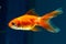 Healthy juvenile oranda goldfish, popular commercial aqua trade breed of wild Carassius auratus, cute comet-like long tail