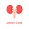 Healthy kidneys in flat style. Left and right kidney. Human internal organ. Anatomy concept. World kidney day. Cute cartoon vector