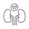 healthy kidneys line icon vector illustration