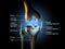 Healthy knee joint, labeled, 3D illustration