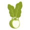 Healthy kohlrabi icon cartoon vector. Vegetable food