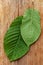 Healthy kratom leaves.