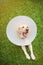 Healthy labrador dog with cone collar