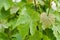 Healthy leaf vine in vineyard