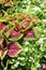 Healthy leaves on coleus plants with begonias in bright white petals surrounding all