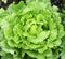 Healthy lettuce