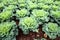 Healthy lettuce in rows in garden.