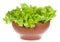 Healthy lettuce salad