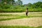 Healthy lifestyle portrait of young happy and fit Asian Chinese runner woman in running workout outdoors at green field background