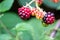 Healthy lifestyle with ripe blackberries grown in your own garden and rich in vitamins are perfect basis for delicious smoothies