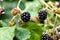 Healthy lifestyle with ripe blackberries grown in your own garden and rich in vitamins are perfect basis for delicious smoothies