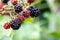 Healthy lifestyle with ripe blackberries grown in your own garden and rich in vitamins are perfect basis for delicious smoothies