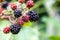 Healthy lifestyle with ripe blackberries grown in your own garden and rich in vitamins are perfect basis for delicious smoothies