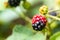 Healthy lifestyle with ripe blackberries grown in your own garden and rich in vitamins are perfect basis for delicious smoothies