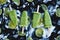 Healthy lime yogurt popsicles on ice cubes over black background