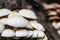 A healthy looking clutch of fresh oyster mushrooms growing