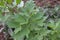 Healthy lovage in the garden