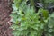 Healthy lovage in the garden